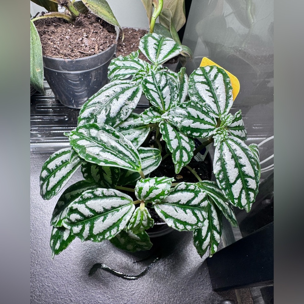 Aluminum Plant (Pilea Cadieri)